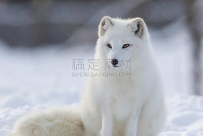 北极狐,美,褐色,外套,水平画幅,雪,动物身体部位,户外,人的眼睛,哺乳纲