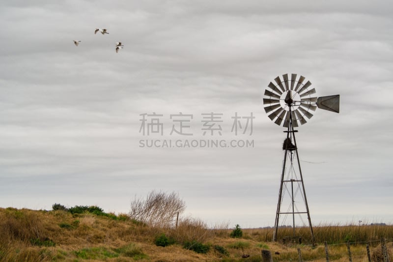 风车,阿根廷,地形,潘帕斯大草原,母牛,农业,自然,古老的,风,图像