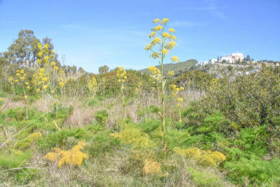 Santa Eulalia del Río Ibiza.