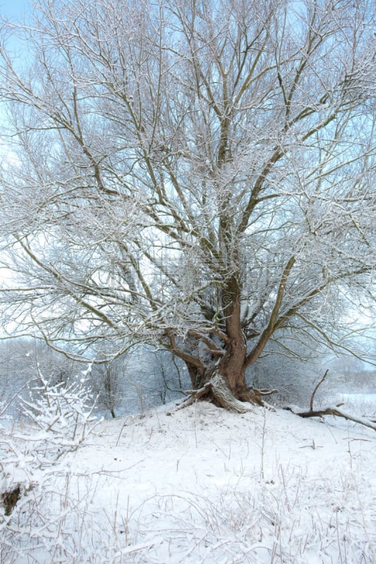 柳树,冬天,垂直画幅,公园,雪,无人,户外,海尔德兰,植物,荷兰