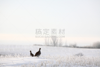 尖尾松鸡,冬天,田地,松鸡,萨斯喀彻温省,房地产,自然,季节,野生动物,图像