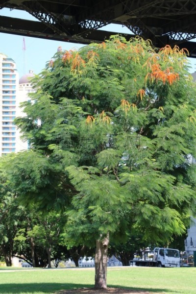 故事桥,布里斯班,凤凰木,澳大利亚,昆士兰州,在下面,垂直画幅,无人,澳大利亚文明,夏天