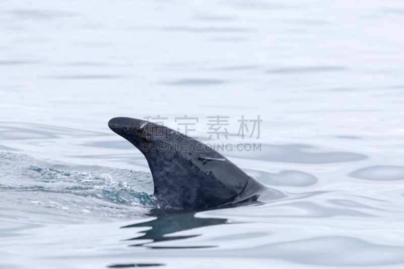 小须鲸,南极半岛,水,天空,水平画幅,沙子,海豚,野外动物,户外,哺乳纲