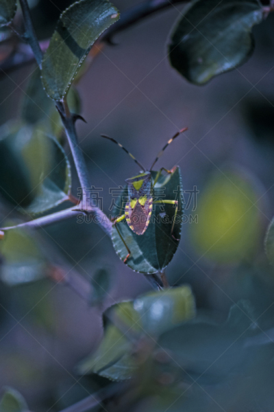 山楂盾蝽,垂直画幅,褐色,绿色,无人,2015年,动物,节肢动物,昆虫,半翅目