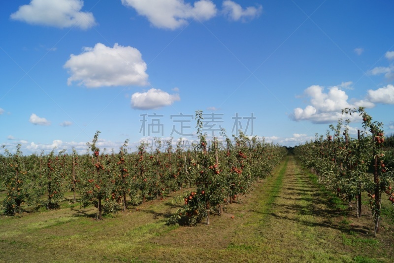 陆地,汉堡,果汁,林区,古老的,金冠苹果,李子,果园,苹果