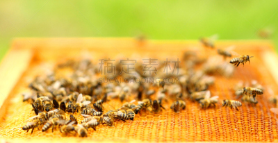 蜜蜂,六边形,野玫瑰木炭窑,昆虫群,蜂窝,蜂箱,beekeeper,蜂蜡,养蜂,水平画幅
