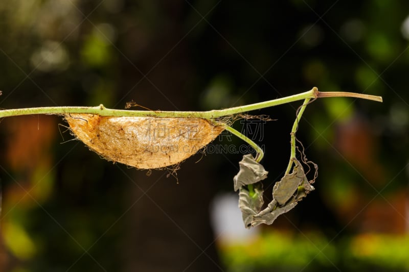 茧,黄金,皇蛾,saturniid moth,波吕斐摩斯蛾,丝绸蛾,动物腹部,毛虫,蛾,美