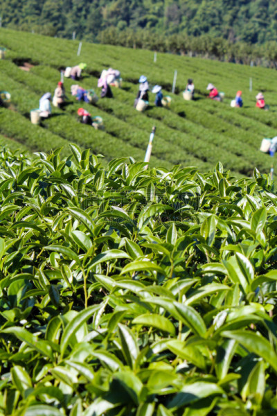 绿茶,农作物,垂直画幅,茶树,枝繁叶茂,山,户外,篮子,泰国,高处