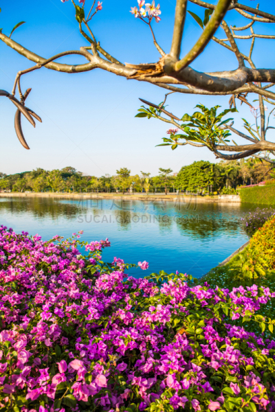 Flowers in the garden and lake on blue sky