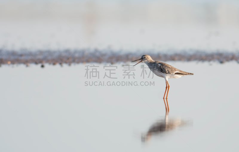 鹭管鱼,自然,褐色,野生动物,水平画幅,无人,蓝色,鸟类,野外动物,特写