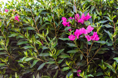 叶子,绿色,色彩鲜艳,粉色,背景,菜园,美,水平画幅,情人节,埃及
