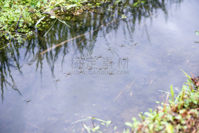 水,波纹,水平画幅,无人,水下,户外,稻田,田地,植物,风景