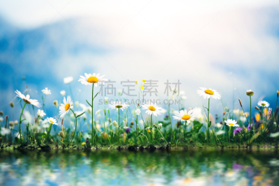 春天,湖,草地,茼蒿菊,花坛,野花,园林,地形,田地