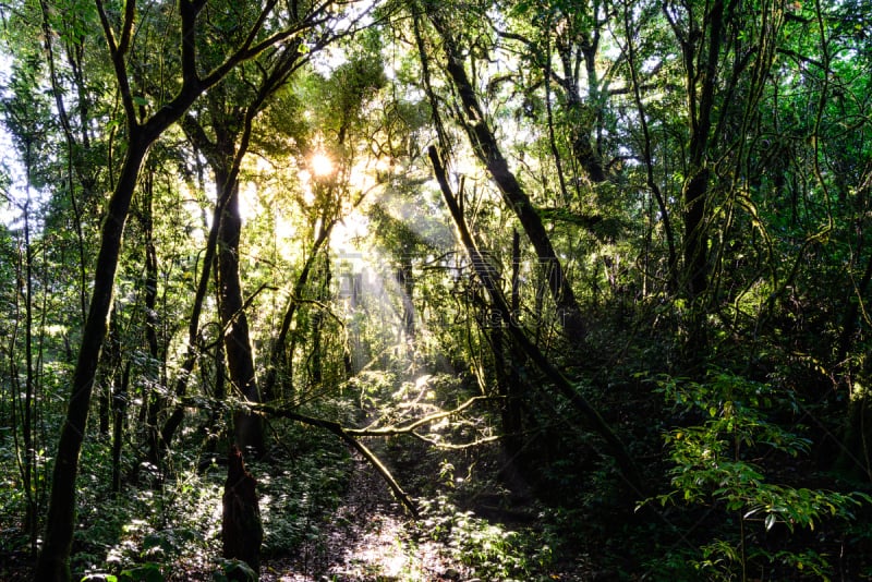 Rainforest at Doi Pha Hom Pok in Chiang Mai, Thailand.