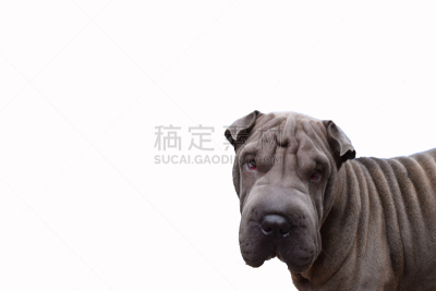 沙皮狗,狗,内脏皱褶,动物消化系统,灰色,水平画幅,动物,白色背景,摄影