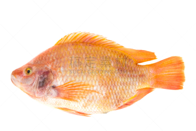 红色,罗非鱼,鱼肉,白色背景,分离着色,自然,精神振作,肉,淡水,海产