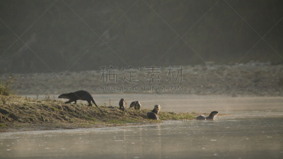 水獭,尼泊尔,动物群,印度次大陆人,特莱,奇旺,小群动物,水平画幅,无人,野外动物
