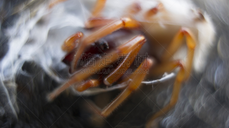 花园蜘蛛,阿拉克尼,美国,水平画幅,小的,无人,蜘蛛,大特写,特写,昆虫