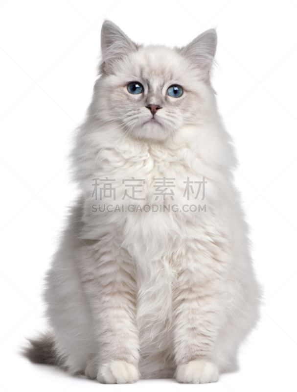 小猫,白色背景,前面,5到6个月,垂直画幅,正面视角,机敏,留白,注视镜头,无人