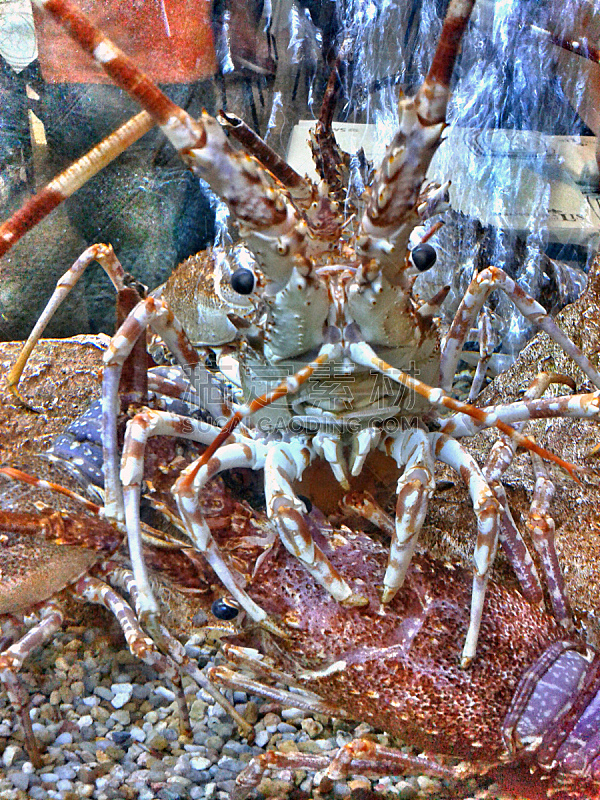 龙虾,垂直画幅,无人,2015年,甲壳动物,海洋,摄影
