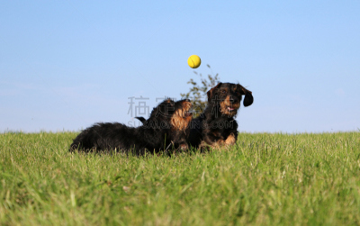 Rauhaardackel mit einem Ball