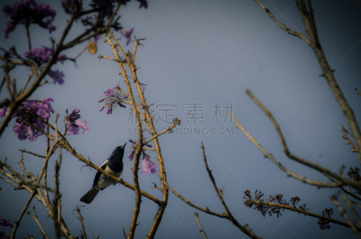 鸟类,小的,紫薇科树,公园,水平画幅,动物身体部位,野外动物,户外,图像,特写
