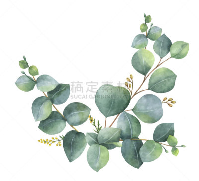 矢量,绿色,桉树,枝,叶子,花环,水彩画,贺卡,绘画插图