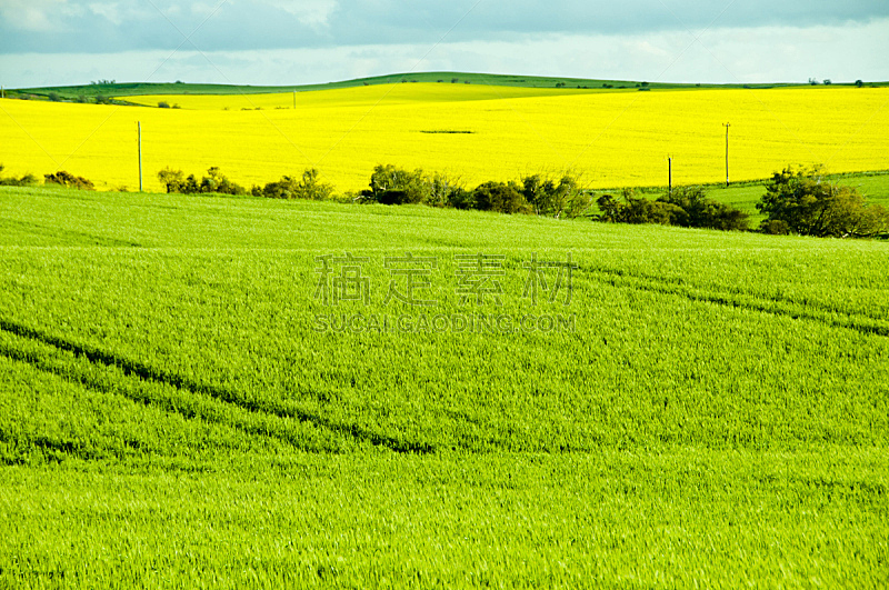 田地,油菜花,小麦,天空,西澳大利亚,水平画幅,无人,户外,美国中西部地区,农作物