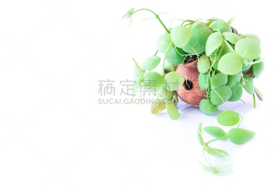 盆栽植物,植物群,白色背景,自然,水平画幅,绿色,无人,室内植物,华丽的,室内