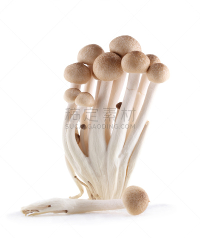 褐色,白色,分离着色,山毛榉树,食用菌,自然,垂直画幅,水平画幅,孢子,素食