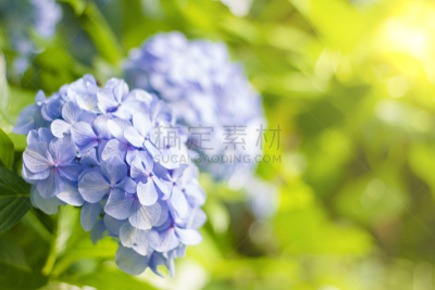 八仙花属,背景,美,水平画幅,无人,夏天,光,明亮,白色,植物