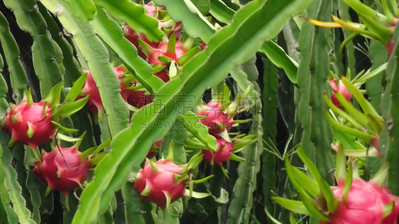 温带的花,兰花,水平画幅,睡莲,无人,花展,阿斯塔纳市,户外,泰国,蕨麻