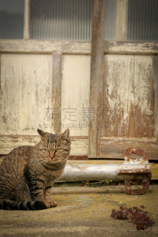 格林威治村,垂直画幅,野生猫科动物,美,幸福,可爱的,快乐,乡村,日本,流浪动物