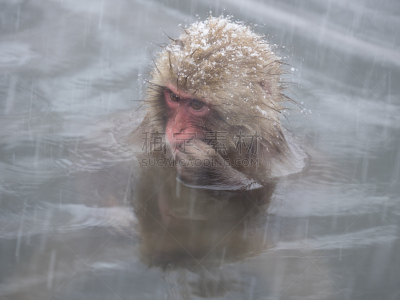 野外动物,儿童,温泉,猿,水平画幅,处于困境,雪,长野县,户外,人的脸部