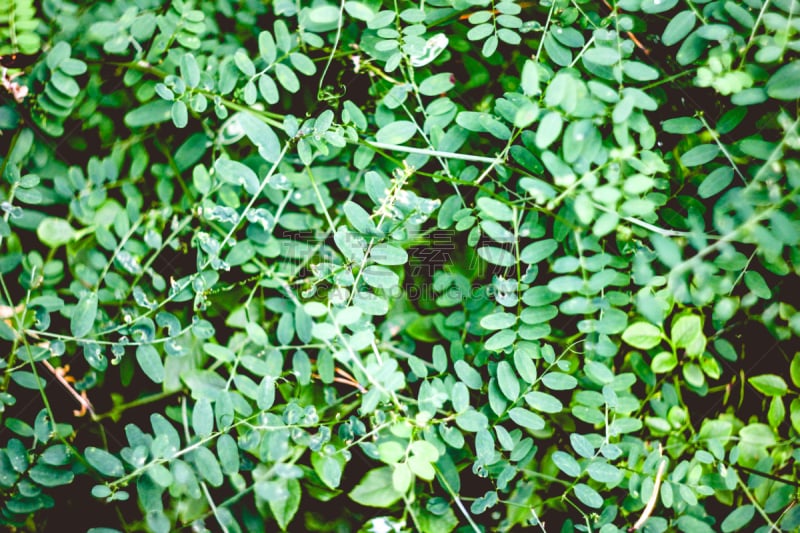 绿色,植物群,cow野豌豆,蚕豆属,卡累利阿共和国,自然,水平画幅,枝繁叶茂,无人,散焦