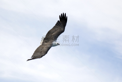 鹰,艾利海滩,水,海鹰,水平画幅,无人,鸟类,动物身体部位,野外动物,夏天