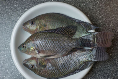 鱼类,盘子,水,提举,海产,动物身体部位,商业厨房,动物鳍,水族馆,晚餐