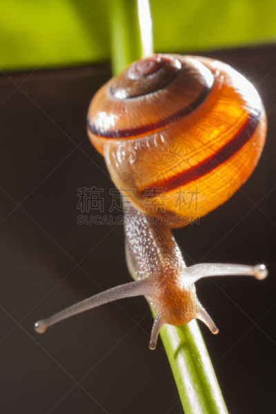 绿色,叶子,菜园蜗牛,垂直画幅,水,苔藓,缓慢的,野外动物,夏天,白色