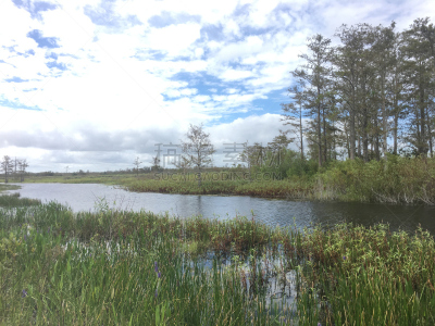 shore of the swamps and rivers of the marsh