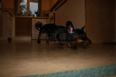 迷你腊肠犬,狗咬狗比赛,腊肠犬,纯种犬,水平画幅,小的,进行中,嬉戏的,小狗,宠物