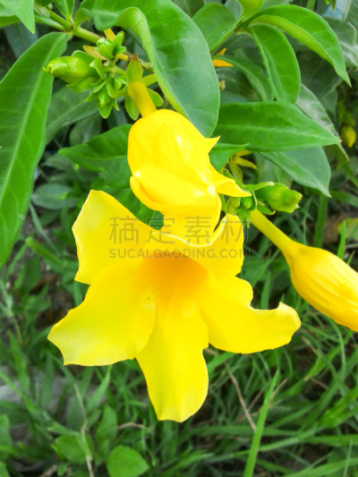 黄色,垂直画幅,无人,户外,自然美,植物,2015年,粉红蝉,花坛,叶子