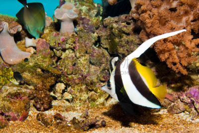 水族馆,长鲫鱼,水,水平画幅,无人,水下,海鱼,海洋,礁石,鱼缸