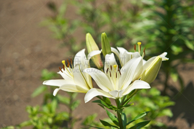 百合花,藤泽市,白色,春天,植物,水平画幅,无人,日本,夏天,神奈川县