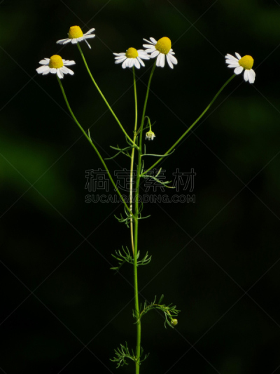 甘菊花,甘菊,洋甘菊茶,垂直画幅,无人,替代医药,草药,克罗地亚,摄影