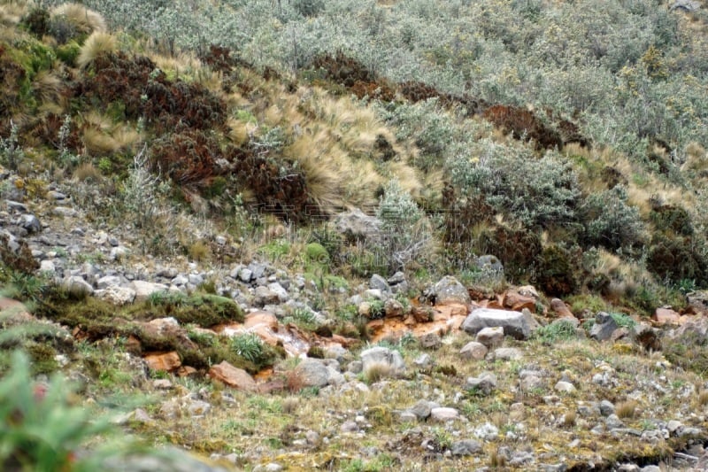 高处,植物群,卡杨贝,草原,拉丁美洲,卡扬贝,图像,国家公园,厄瓜多尔,无人