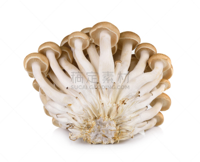 褐色,食用菌,白色背景,分离着色,山毛榉树,姬菇,自然,水平画幅,无人,真菌