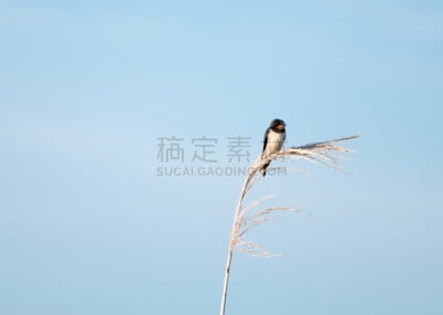家燕,枝,天空,歌手,水平画幅,谷仓,燕子,鸟类,动物身体部位,野外动物