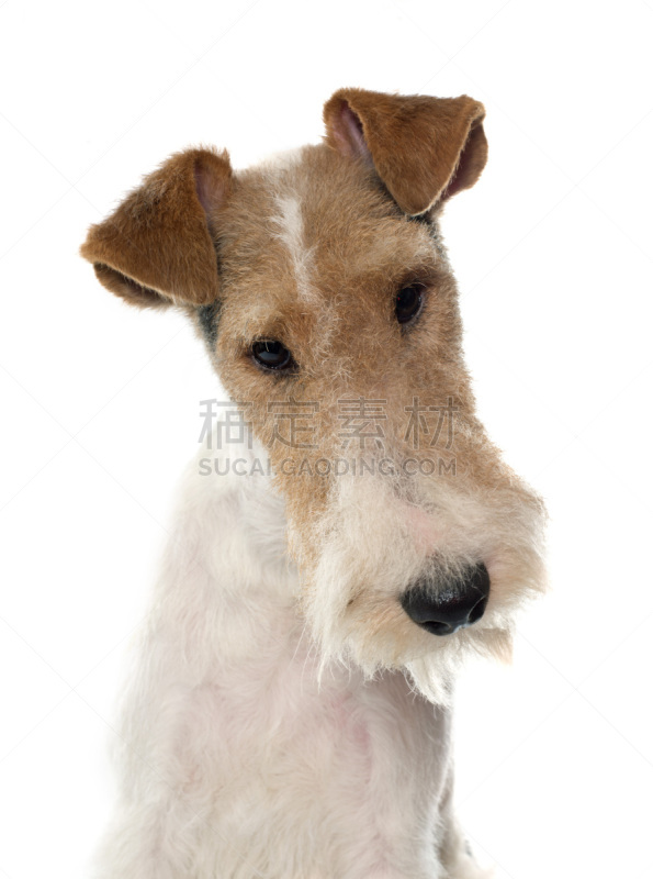 福克斯猎狐犬,垂直画幅,纯种犬,梗犬,白色背景,动物身体部位,肖像,背景分离,小狗,影棚拍摄