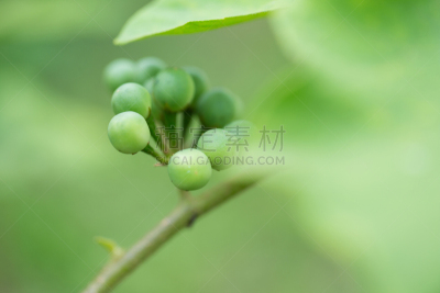 火鸡,浆果,嘘走,粘果酸浆,茄科植物,茄科,水平画幅,小的,水果,植物