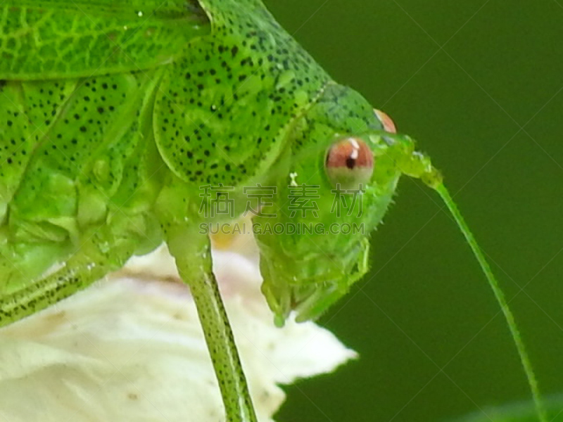 金钟花,生物学,可爱的,清新,绿丛螽斯,野生动物,环境,直翅目,青蛙,甲虫